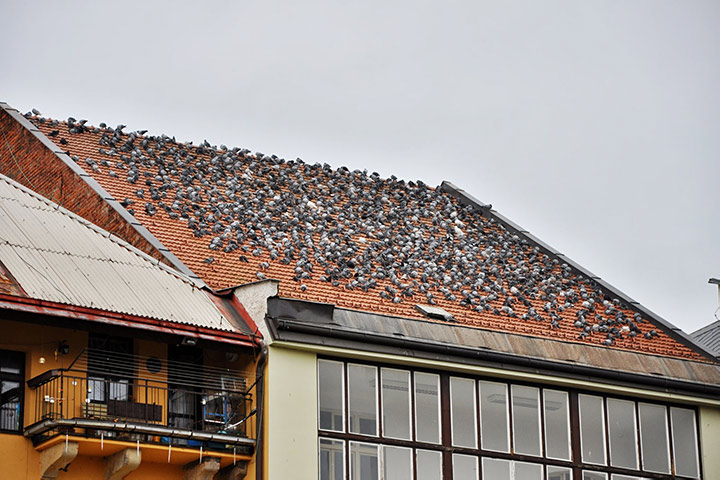 A2B Pest Control are able to install spikes to deter birds from roofs in Kings Lynn. 
