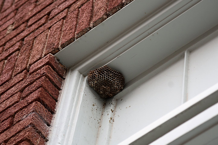 We provide a wasp nest removal service for domestic and commercial properties in Kings Lynn.